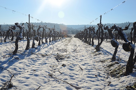The Vineyard Cycle Maison Saint Aix Winter Dormency
